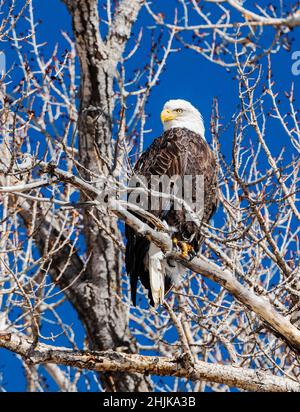 Amerikanischer Weißkopfseeadler (Haliaeetus leucocephalus); in einem Cottonwood-Baum mit Blick auf den South Arkansas River; Salida; Colorado; USA Stockfoto