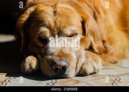 Foto eines Golden Retriever Rassehundes, aufgenommen in einem Zuhause mit Blitz, 29. Januar 2022, Bogotá Kolumbien Stockfoto
