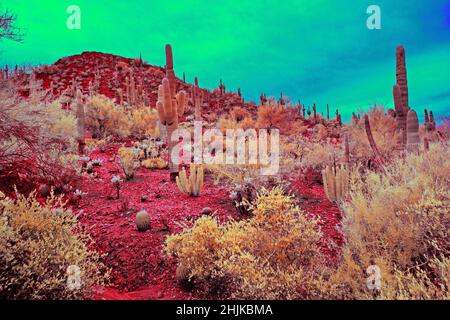 Saguaro Kaktus im Infrarot Stockfoto