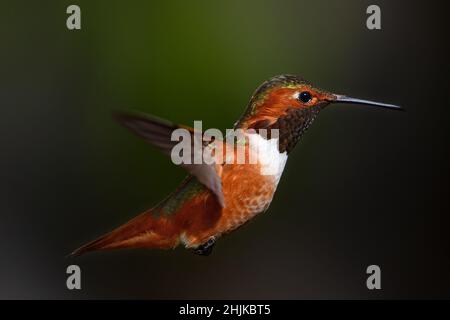 Allens Kolibri (Selasphorus Sasin) Stockfoto