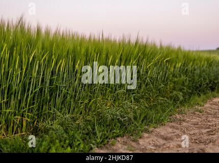 Landschaft von frischen jungen unreifen saftigen Stacheletts aus Gerste. Agrarprozess. Landwirtschaft. Stockfoto