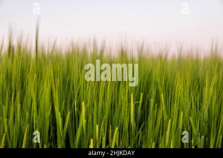 Frisch grüne junge unreife saftige Gerstenspieß auf einem landwirtschaftlichen Feld. Ernte im Frühjahr oder Sommer. Landwirtschaft. Stockfoto