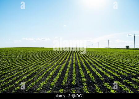 Die Landschaft der jungen Zuckerrüben auf einem fruchtbaren Feld. Stockfoto