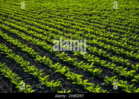 Lange Reihen junger Zuckerrüben sprießen in einem fruchtbaren Boden auf einem landwirtschaftlichen Feld. Agrarprozess. Stockfoto