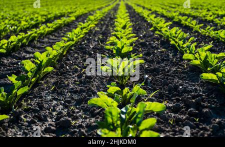 Feld von jungen Zuckerrübenpflanzen in langen Reihen, die an einem sonnigen Tag in dem kürzlich kultivierten fruchtbaren Boden wachsen. Sommersaison. Landwirtschaft. Stockfoto