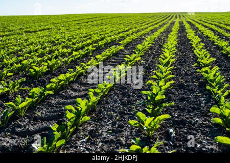 Üppige junge grüne Zuckerrübenblätter wachsen auf dem landwirtschaftlichen Feld. Im Frühjahr wächst die Zuckerrübe auf dem Bauernfeld. Stockfoto