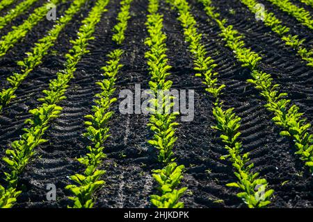 Im Frühjahr wächst auf dem Bauernfeld die Zuckerrübe. Stockfoto