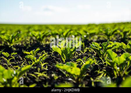 Agrarkonzept. Die Nahaufnahme von jungen Zuckerrübenpflanzen wächst in konvergierenden langen Reihen in fruchtbarem Boden. Agrarbereich. Stockfoto