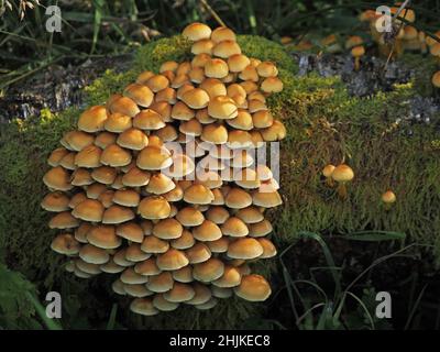 Kolonie von Fruchtkörpern von Schwefeltuft (Hypholoma fasciculare) Pilzen auf einem alten Baumstumpf in Cumbria, England, Großbritannien Stockfoto