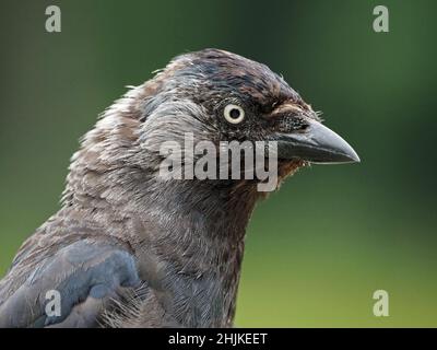 Nahaufnahme des jungen Jackdaw (Corvus monedula) Stockfoto