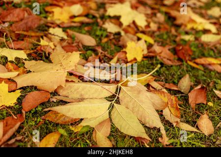 Gefallene Blätter bedeckten den Boden im herbstlichen Wald. Nahaufnahme von bunten Ahornblättern an einem sonnigen Tag. Herbststimmung. Tilt-Shift-Effekt. Weicher Fokus Stockfoto