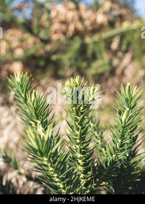 Botanische Gartenpflanzen mit geschlossenen Flugzeugen Stockfoto