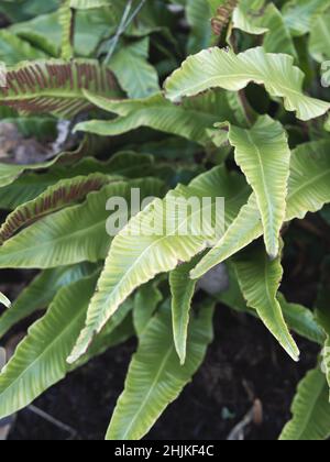 Botanische Gartenpflanzen mit geschlossenen Flugzeugen Stockfoto