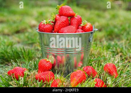 Eimer mit frisch gepflückten Erdbeeren im Sommergarten. Reife, saftige Erdbeeren in einem kleinen Metalleimer. Stockfoto