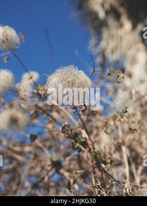 Botanische Gartenpflanzen mit geschlossenen Flugzeugen Stockfoto