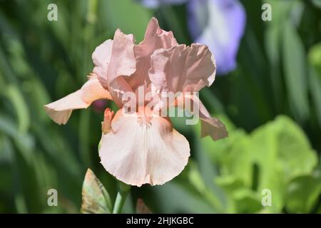 Iris in voller Blüte Stockfoto