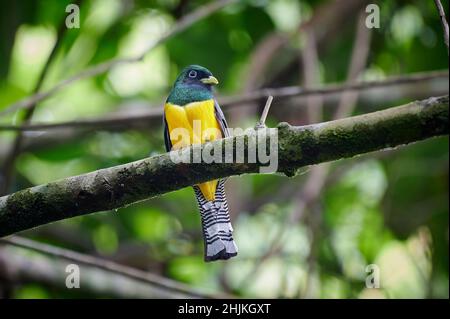 Männlicher Schwarzkehltrogon, auch bekannt als Gelbbauchtrogon (Trogon rufus), Corcovado-Nationalpark, Osa-Halbinsel, Costa Rica, Mittelamerika Stockfoto