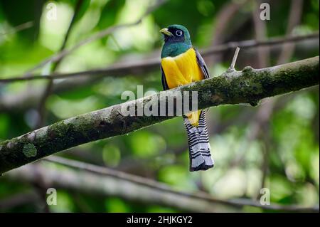 Männlicher Schwarzkehltrogon, auch bekannt als Gelbbauchtrogon (Trogon rufus), Corcovado-Nationalpark, Osa-Halbinsel, Costa Rica, Mittelamerika Stockfoto