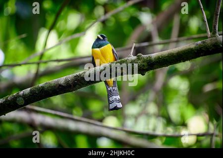 Männlicher Schwarzkehltrogon, auch bekannt als Gelbbauchtrogon (Trogon rufus), Corcovado-Nationalpark, Osa-Halbinsel, Costa Rica, Mittelamerika Stockfoto