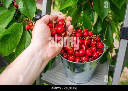 Ernte von Kirschen im Garten. Mans Hand pflückt eine Kirschernte in einem Eimer. Frische rote Sauerkirschen ernten im Eimer. Stockfoto