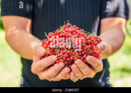 Johannisbeere. Nahaufnahme einer mans Hand mit einer reifen roten Johannisbeere. Sommer Ernte Hintergrund. Stockfoto