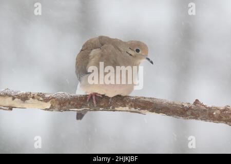 Trauertaube Zenaida macroura, die im Winter bei einem Schneesturm auf einem Ast steht Stockfoto