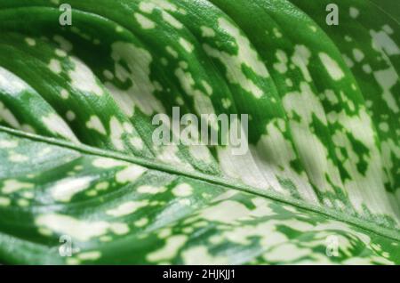 Nahaufnahme eines dummen Cane-Blattes oder Dieffenbachia als grünen natürlichen Hintergrund. Stockfoto