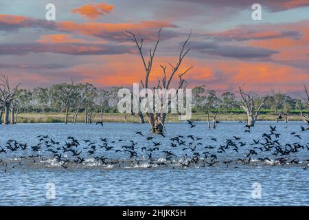 Landschaft des Lake Bonney im Lake Bonney Riverland in Südaustralien bei Sonnenuntergang mit hohen Wasservögeln und toten Bäumen Stockfoto