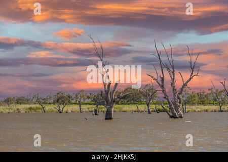 Landschaft Süßwassersee bei Sonnenuntergang von Lake Bonney, heimischer Name Barmerara, in der Lake Bonney Riverland Region mit toten Bäumen vor Hintergrund shor Stockfoto