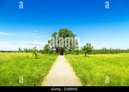 Einsame alte Eiche auf dem Feld. Minimalistische Landschaft. Stockfoto