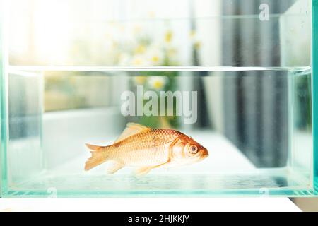 Aquarium mit einem Goldfisch auf der Fensterbank. Im Hintergrund ein Strauß Gänseblümchen. Selektiver Fokus. Stockfoto