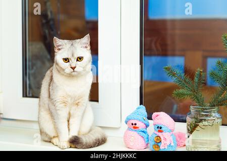 Die britische Kurzhaarsilberkatze sitzt auf der Fensterbank. Weihnachtliche Einrichtung in der Dämmerung. Stockfoto