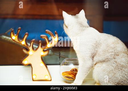 Die britische Kurzhaarsilberkatze sitzt auf der Fensterbank. Weihnachtliche Einrichtung in der Dämmerung. Stockfoto