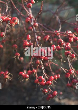 Botanische Gartenpflanzen mit geschlossenen Flugzeugen Stockfoto