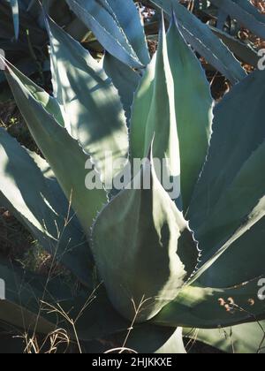 Botanische Gartenpflanzen mit geschlossenen Flugzeugen Stockfoto