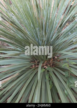 Botanische Gartenpflanzen mit geschlossenen Flugzeugen Stockfoto