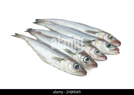 Frischer blauer Wittling auf weißem Hintergrund. Frischer Fisch. Speicherplatz kopieren. Fünf Wittling. Stockfoto