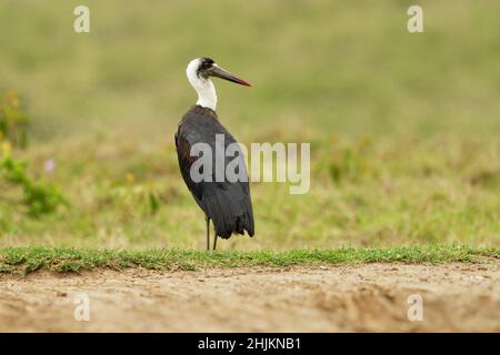 Weißhalsstorch oder Weißhalsstorch Ciconia episcopus, großer Watvögel in Ciconiidae, in Sümpfen, Wäldern, landwirtschaftlichen Gebieten und Süßwasser Stockfoto