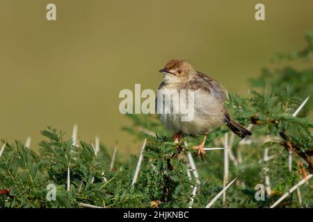 Rasseln Cisticola - Cisticola chiniana Vogel in der Familie Cisticolidae, heimisch in Afrika südlich des Äquators, und Ostafrika, reichliche Arten in o Stockfoto