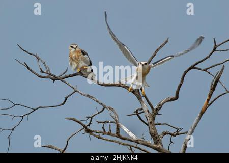 Schwarzflügeliger Drachen oder Schwarzschulter Drachen, Elanus caeruleus, kleiner taglicher Greifvogel in der Familie Accipitridae, langflügeliger grauer oder weißer Greifling Stockfoto