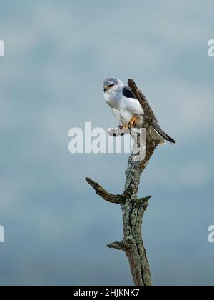 Schwarzflügeliger Drachen oder Schwarzschulter Drachen, Elanus caeruleus, kleiner taglicher Greifvogel in der Familie Accipitridae, langflügeliger grauer oder weißer Greifling Stockfoto