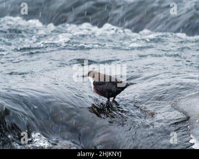 White-Throated Dipper - Cinclus cinclus sitzt auf dem Stein in der Mitte des Flusses, schwarz braun weißen Vogel im Wasser. Europäisches Liedergesang Stockfoto