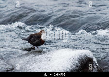 White-Throated Dipper - Cinclus cinclus sitzt auf dem Stein in der Mitte des Flusses, schwarz braun weißen Vogel im Wasser. Europäisches Liedergesang Stockfoto