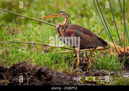 Purpurreiher - Ardea purpurea Watvögel aus der Familie der Reiher Ardeidae, Rassen in Afrika, Europa und Asien, jagt Fische, Nager, Frösche und Insekten, grau und Stockfoto