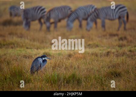 Schwarzkopfreiher - Ardea melanocephala Watvögel der Reiherfamilie Ardeidae, grauer und schwarzer Reiher, ähnlich Ardea cinerea, in Savanne stehend Stockfoto