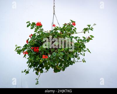 Pelargonium Peltatum, Rote Blumen in einem hängenden Blumentopf auf weißem Hintergrund Stockfoto