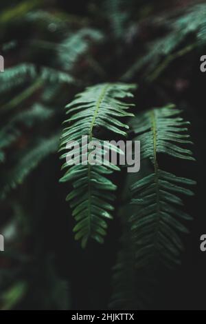 Nahaufnahme von dunkelgrünen Bracken Farn Wedeln. Gefangen in den Wäldern von Sumava Stockfoto