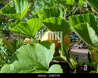 Kürbis wächst im Sommer auf einem Bett im Garten Stockfoto