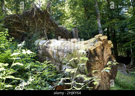 Ein alter, riesengroßer gefallener Baum mit Pilzen, der neben der Straße in der Nähe des ambleside Lake District, cumbria, england, großbritannien, wächst Stockfoto