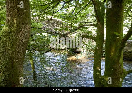 Blick durch Bäume auf die alte Steinbrücke über den Fluss Rothay, die zum ambleside Lake District, cumbria, england, uk führt Stockfoto